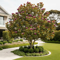 Genie Magnolia Tree - Magnolia x 'Genie'