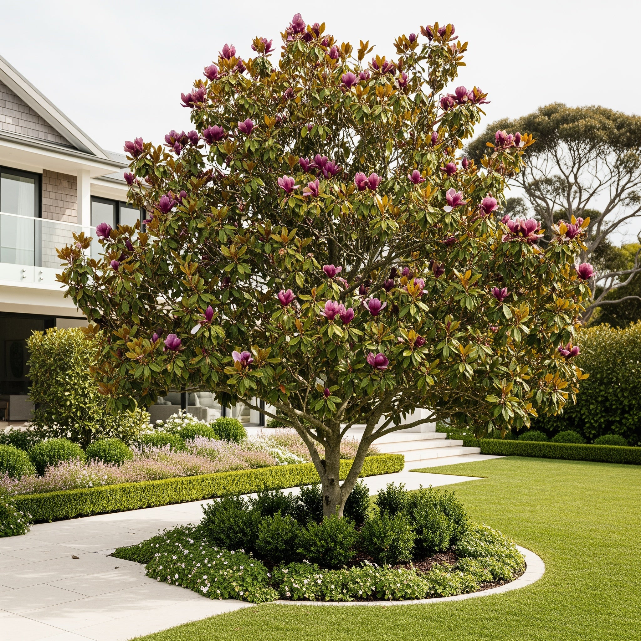 Genie Magnolia Tree - Magnolia x 'Genie'