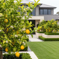 Genoa (Italian) Lemon Tree - Citrus limon 'Genoa'