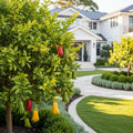 Giant Finger Lime Tree - Citrus australasica