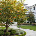 Giant Fuyu Persimmon Tree - Diospyros kaki