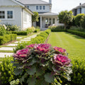 Glamour Red Ornamental Kale - Brassica oleracea