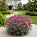 Glamour Time? Dianthus Plant - Dianthus chinensis 'Glamour Time'