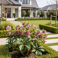 Gold Collection? Pink Frost Hellebore - Helleborus x hybridus
