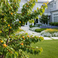 Gold Kist Apricot Tree - Prunus armeniaca