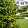 Gold Nugget Mandarin Tree - Citrus reticulata