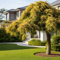Golden Deodar Cedar Tree - Cedrus deodara 'Aurea'