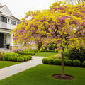 Bloomables? Golden Falls? Redbud Tree - Cercis canadensis 'Golden Falls'
