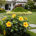 Proven Winners? Golden Globe? Hollywood? Hibiscus - Hibiscus rosa-sinensis