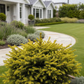 Golden Spreader Nordmann Fir Plant - Abies nordmanniana 'Golden Spreader'