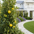 Fruit Snacks? Golden Treat? Columnar Apple Tree - Malus domestica 'Golden Treat'