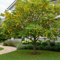 Golden Raintree - Koelreuteria paniculata