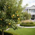 GoldRush Apple Tree - Malus domestica 'GoldRush'