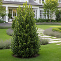 Graham Blandy Boxwood Shrub - Buxus sempervirens