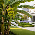 Grand Nain 'Naine' Banana Tree - Musa acuminata