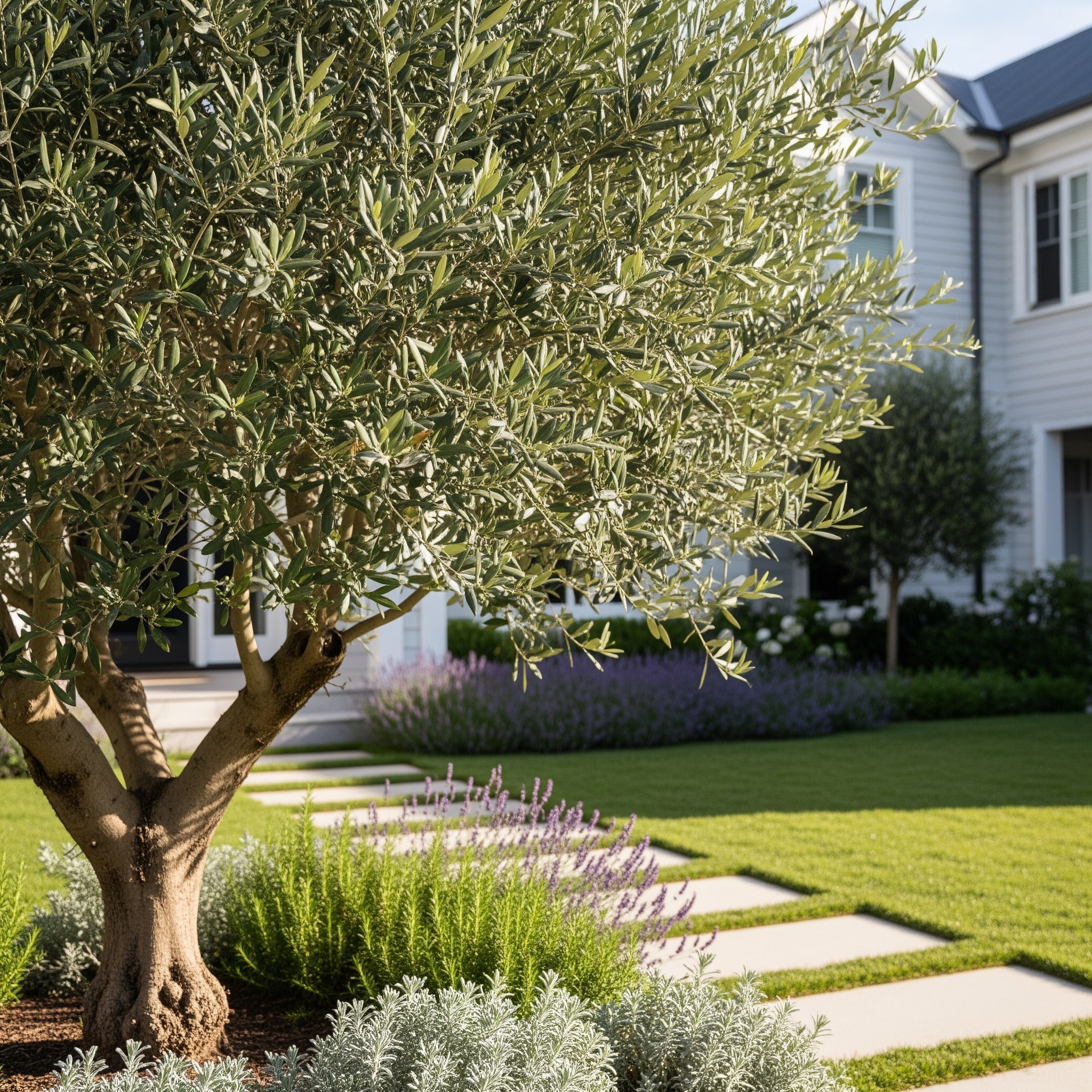 Koroneiki Greek Olive Tree - Olea europaea 'Koroneiki'