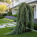 Green Arrow Alaskan Cedar Tree - Thuja plicata 'Green Arrow'