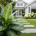 Green Chinese Evergreen Plant - Aglaonema