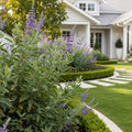 Green Cloud Texas Sage Shrub - Salvia greggii 'Green Cloud'