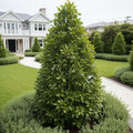 Green Gable? Tupelo (Black Gum Tree) - Nyssa sylvatica 'Green Gable'