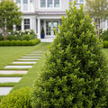 Green Mountain Boxwood Shrub - Buxus