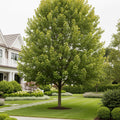 Green Mountain? Sugar Maple Tree - Acer saccharum 'Green Mountain'