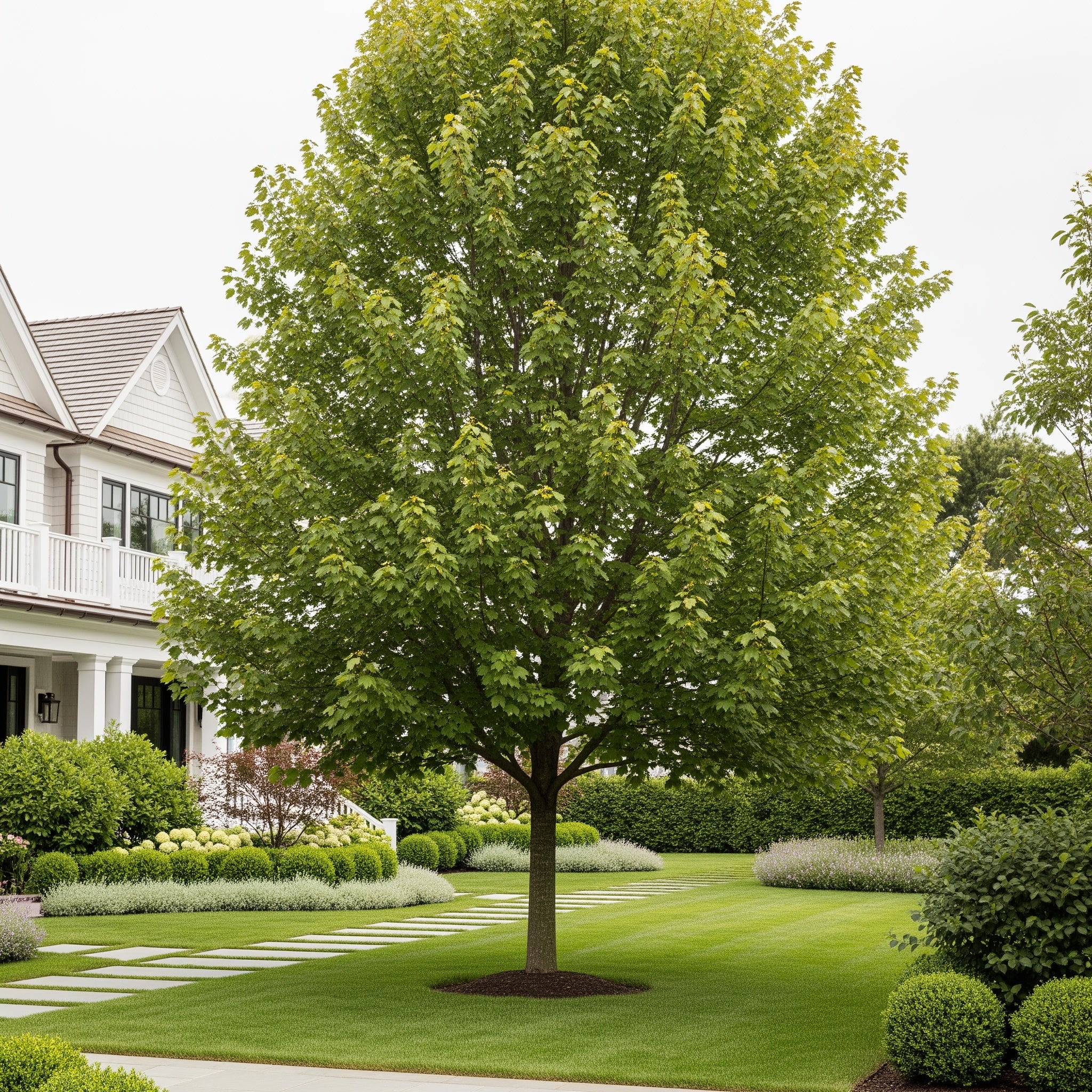 Green Mountain? Sugar Maple Tree - Acer saccharum 'Green Mountain'