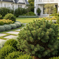 Green Penguin Scotch Pine Tree - Pinus sylvestris 'Green Penguin'