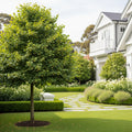 Greenspire? Linden Tree - Tilia