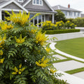 Groovy Glow? Mahonia Shrub