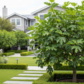Growscripts Fig Tree Container Care Kit