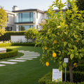 Growscripts Lemon Tree Care Kit