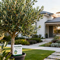 Growscripts Olive Tree Care Kit