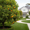Hamlin Sweet Orange Tree - Citrus sinensis