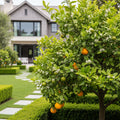 Hamlin Sweet Orange Tree Georgia - Citrus sinensis