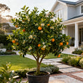 Hamlin Sweet Orange Tree - Citrus sinensis 'Hamlin'