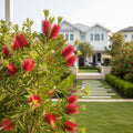 Hannah Ray Bottlebrush
