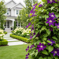 Proven Winners? Happy Jack? Purple Clematis Vine - Clematis