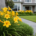 Happy Returns Daylily - Hemerocallis 'Happy Returns'