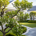 Hardy Orange 'Flying Dragon' Tree - Poncirus trifoliata