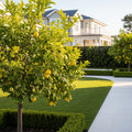 Harvey Lemon Tree - Citrus limon 'Harvey'