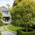 Hass Avocado Tree - Persea americana