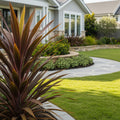 Hawaiian Ti Plant - Cordyline terminalis