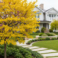 Hearts of Gold Redbud Tree - Cercis canadensis 'Hearts of Gold'