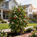 Heritage Everbearing Raspberry Bush - Rubus idaeus 'Heritage'