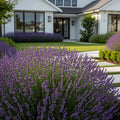 Hidcote Purple Lavender Plant - Lavandula angustifolia 'Hidcote'