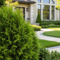 Southern Living? Highlights? Arborvitae Thuja - Thuja
