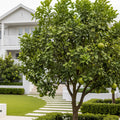 Hirado Pummelo Tree - Citrus grandis