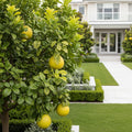Hirado Pummelo Tree - Citrus maxima