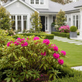 Holden's Fuchsia Hybrid Rhododendron Shrub - Rhododendron 'Holden's Fuchsia'